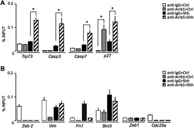 β-arrestin1-E2F1-ac axis regulates physiological apoptosis and cell cycle exit in cellular models of early postnatal cerebellum